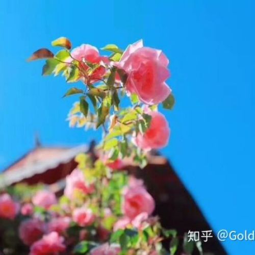 test1021E长页+按钮+表单